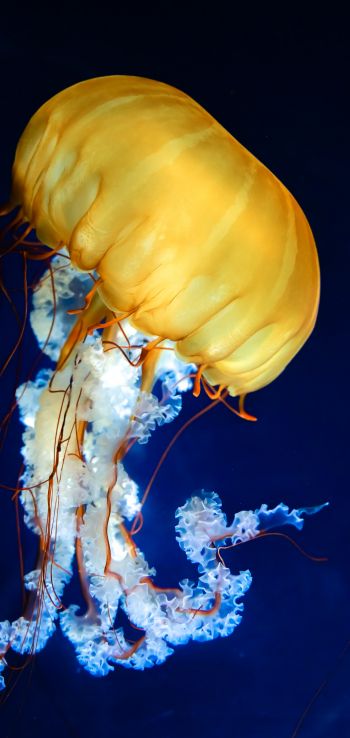Обои 1080x2280 медуза, беспозвоночные, подводный мир