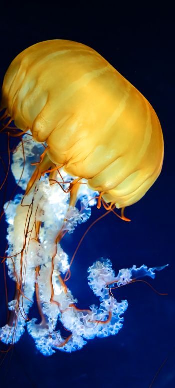 Обои 1080x2400 медуза, беспозвоночные, подводный мир
