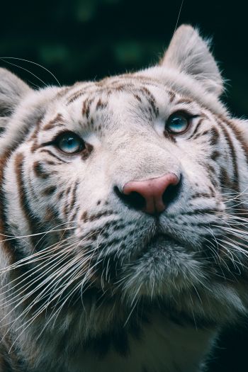 albino, tiger, muzzle Wallpaper 640x960