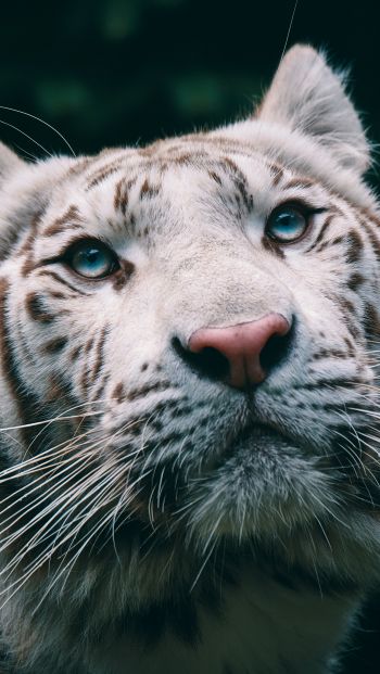 albino, tiger, muzzle Wallpaper 640x1136