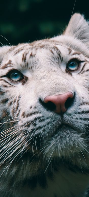 albino, tiger, muzzle Wallpaper 1080x2400