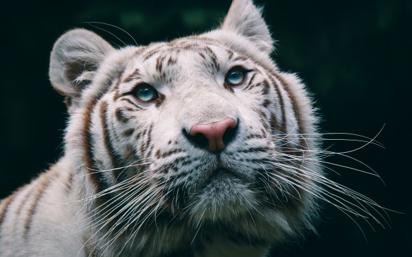 albino, tiger, muzzle Wallpaper 2560x1600