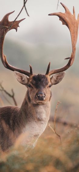 deer, wildlife, horn Wallpaper 828x1792