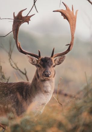 deer, wildlife, horn Wallpaper 1640x2360