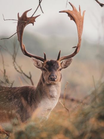 deer, wildlife, horn Wallpaper 1620x2160