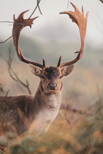 deer, wildlife, horn Wallpaper 640x960