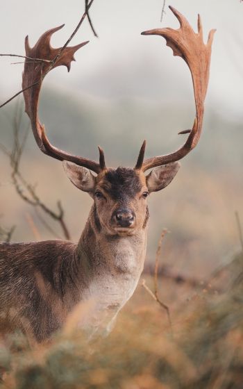 deer, wildlife, horn Wallpaper 1200x1920