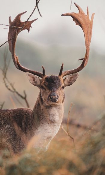 deer, wildlife, horn Wallpaper 1200x2000