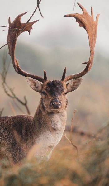 deer, wildlife, horn Wallpaper 600x1024