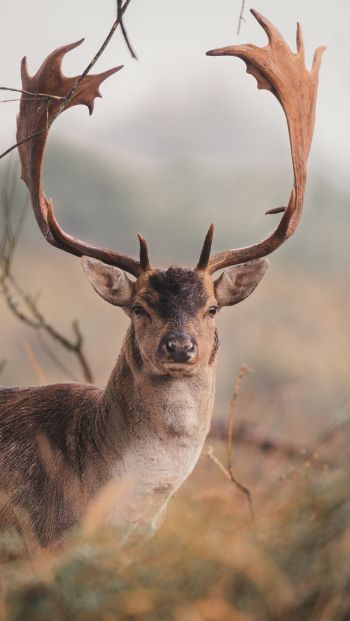 deer, wildlife, horn Wallpaper 640x1136