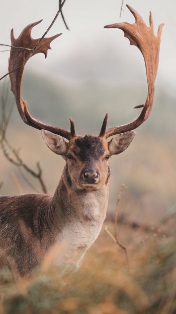 deer, wildlife, horn Wallpaper 1440x2560
