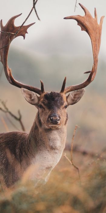 deer, wildlife, horn Wallpaper 720x1440