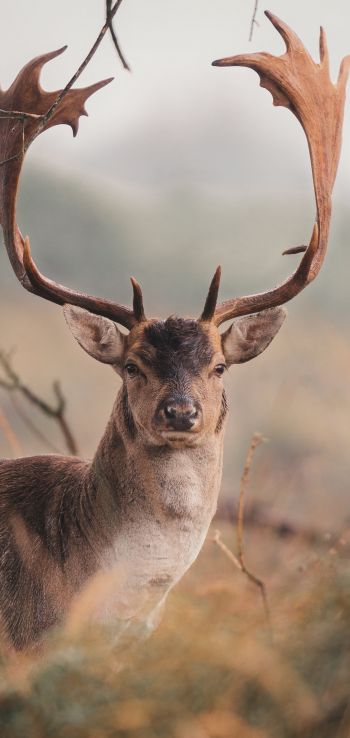 deer, wildlife, horn Wallpaper 1080x2280