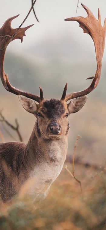 deer, wildlife, horn Wallpaper 1080x2340