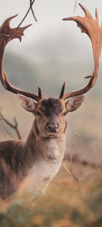 deer, wildlife, horn Wallpaper 720x1600