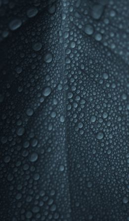 dew, raindrops, sheet Wallpaper 600x1024