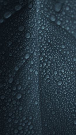 dew, raindrops, sheet Wallpaper 1440x2560