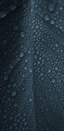 dew, raindrops, sheet Wallpaper 1440x2960