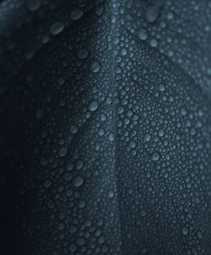 dew, raindrops, sheet Wallpaper 5814x7025