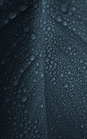 dew, raindrops, sheet Wallpaper 800x1280