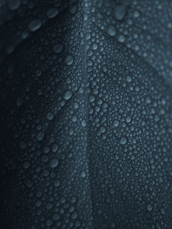 dew, raindrops, sheet Wallpaper 2048x2732