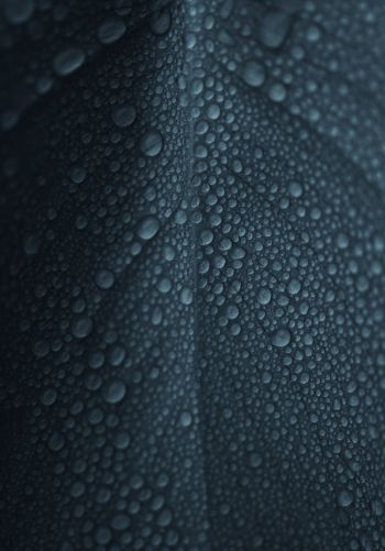 dew, raindrops, sheet Wallpaper 1668x2388