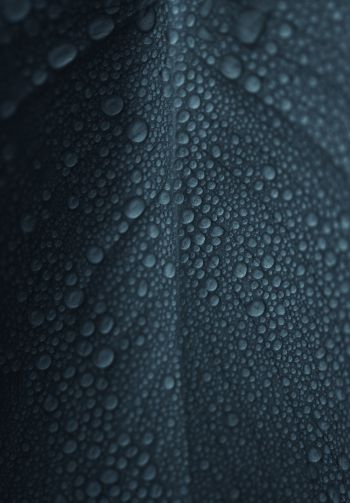 dew, raindrops, sheet Wallpaper 1640x2360