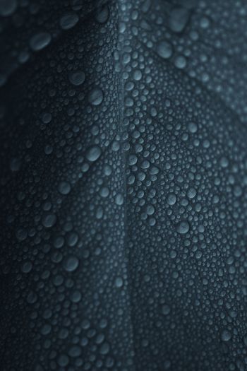 dew, raindrops, sheet Wallpaper 640x960