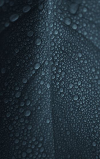 dew, raindrops, sheet Wallpaper 1752x2800