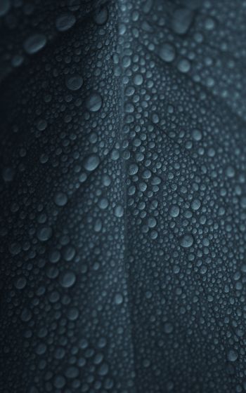 dew, raindrops, sheet Wallpaper 1200x1920