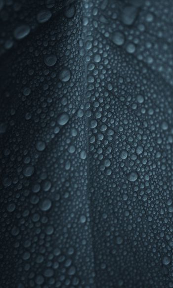 dew, raindrops, sheet Wallpaper 1200x2000