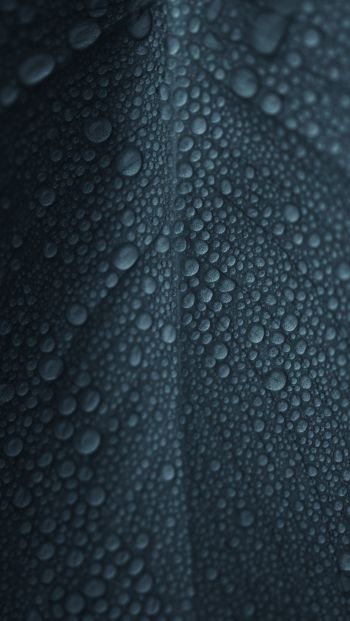 dew, raindrops, sheet Wallpaper 640x1136