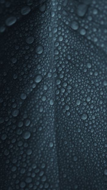 dew, raindrops, sheet Wallpaper 1080x1920
