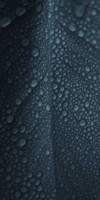 dew, raindrops, sheet Wallpaper 720x1440