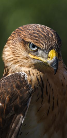 hawk, predator, bird Wallpaper 1080x2220