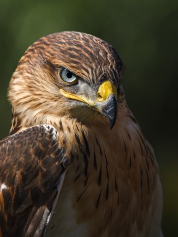 hawk, predator, bird Wallpaper 1536x2048