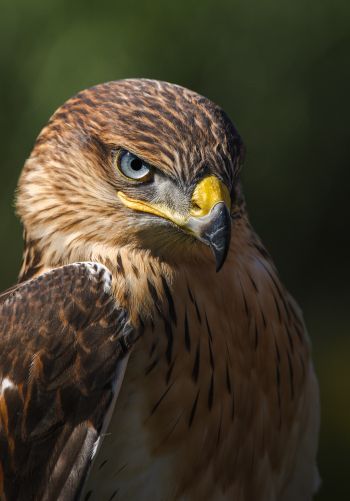 hawk, predator, bird Wallpaper 1668x2388