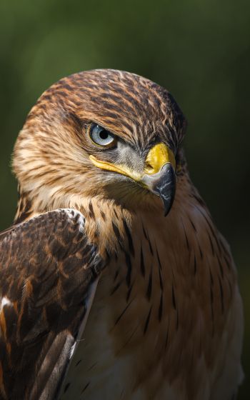 hawk, predator, bird Wallpaper 1200x1920