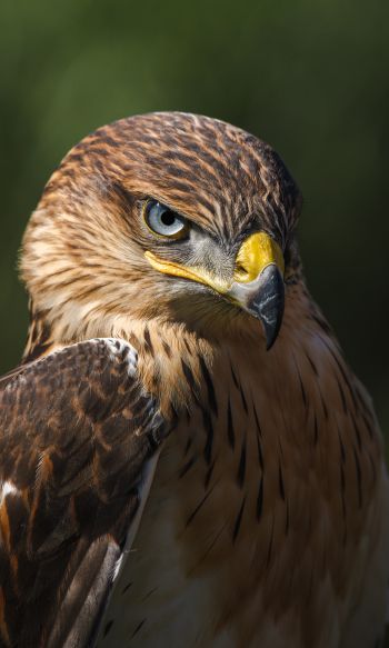 hawk, predator, bird Wallpaper 1200x2000