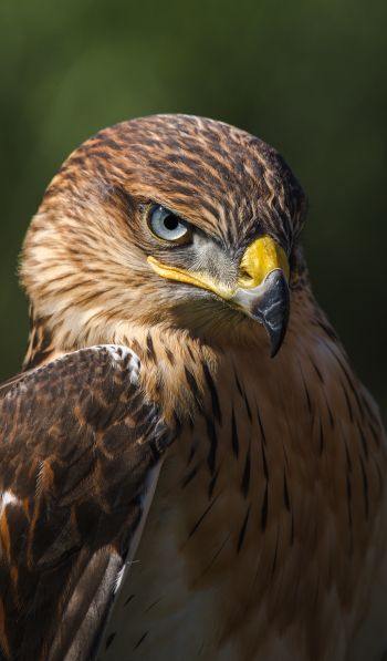 hawk, predator, bird Wallpaper 600x1024