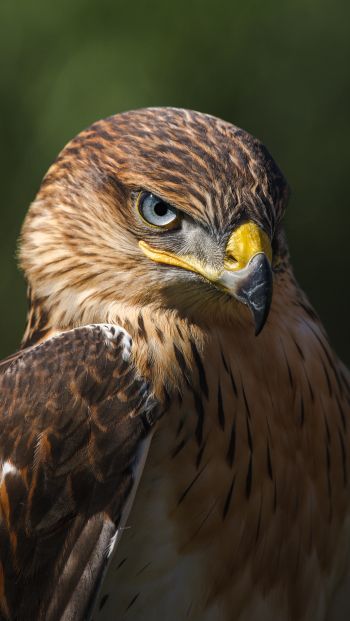 hawk, predator, bird Wallpaper 640x1136