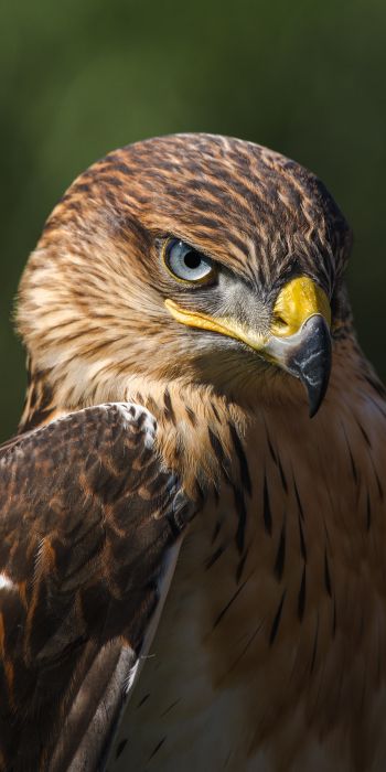hawk, predator, bird Wallpaper 720x1440