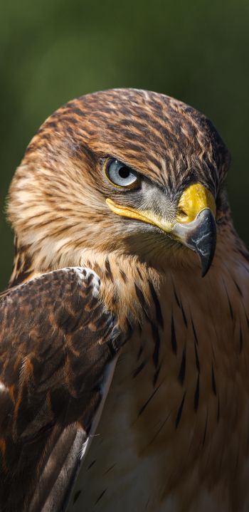 hawk, predator, bird Wallpaper 1080x2220