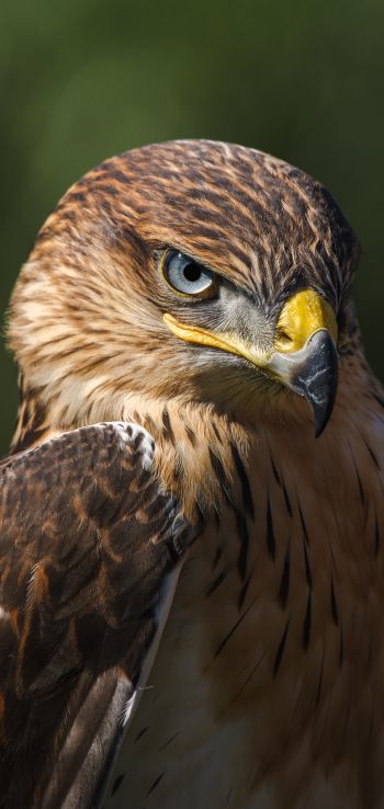 hawk, predator, bird Wallpaper 1440x3040