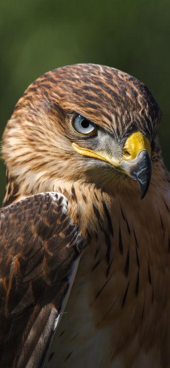 hawk, predator, bird Wallpaper 1284x2778