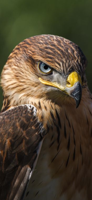 hawk, predator, bird Wallpaper 1080x2340