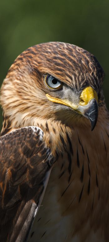 hawk, predator, bird Wallpaper 1080x2400