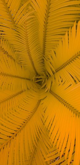 fern, yellow Wallpaper 1440x2960