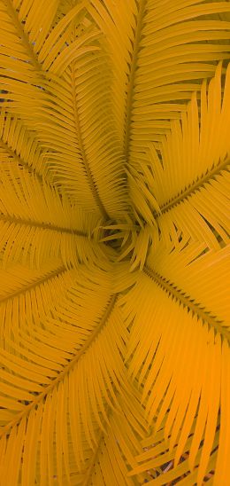 fern, yellow Wallpaper 1080x2280