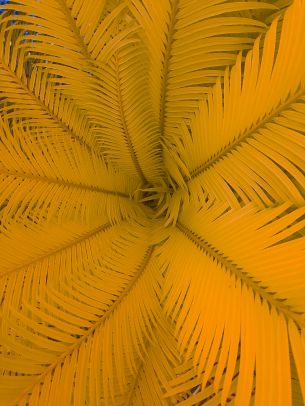 fern, yellow Wallpaper 3000x4000